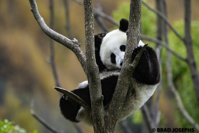 wolong panda cub