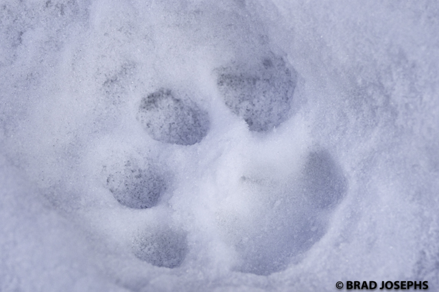 snow leopard tracks