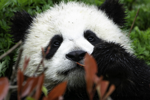 panda cub, wolong