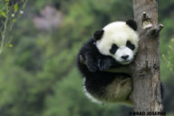 wolong panda cub, baby panda