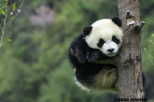 wolong panda cub, baby panda