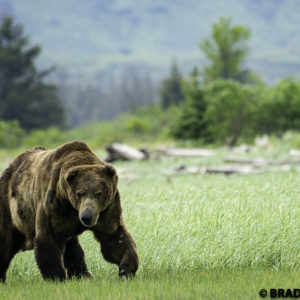 van the bear