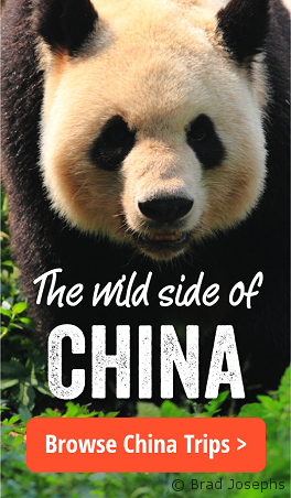 panda