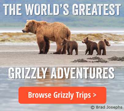 Grizzlies